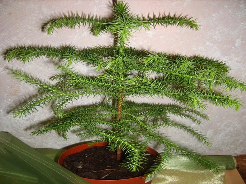 пихта акрокона. ель европейская хвоя. туя кипарисовик. дерево конифер. араукария аспарагус.