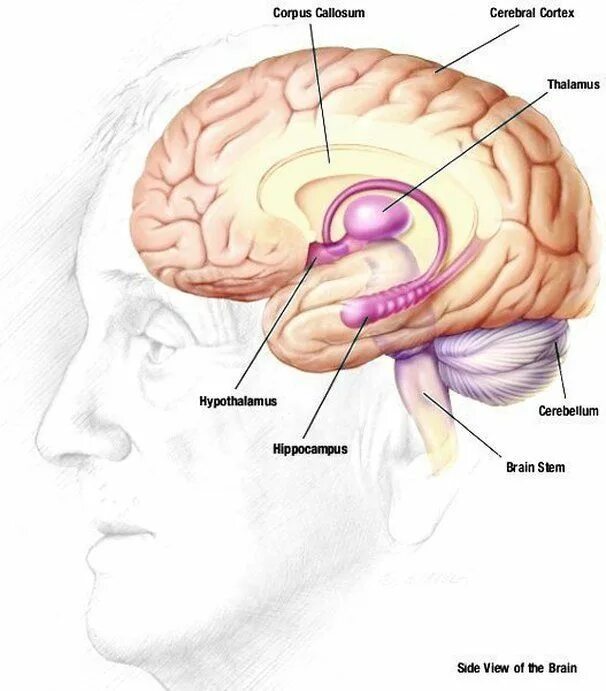 Повреждение гиппокампа. Гиппокамп и гипофиз. Гипоталамус и Гипокампус. Гипоталамус таламус гиппокамп. Гиппокамп атлас мозга.