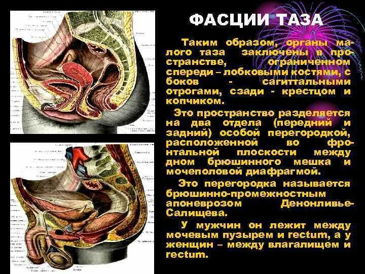 Анатомия женских и мужских органов. Органы таза. строение органов таза у мужчин. малый таз органы. анатомия малого таза мужчины.