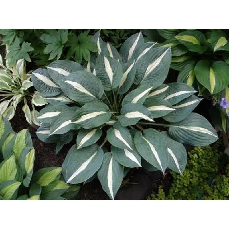 Хоста хоста пин-ап. Хоста ред кадет. Хоста пин ан. Хоста хэндс ап hands up. Хоста pin ап.