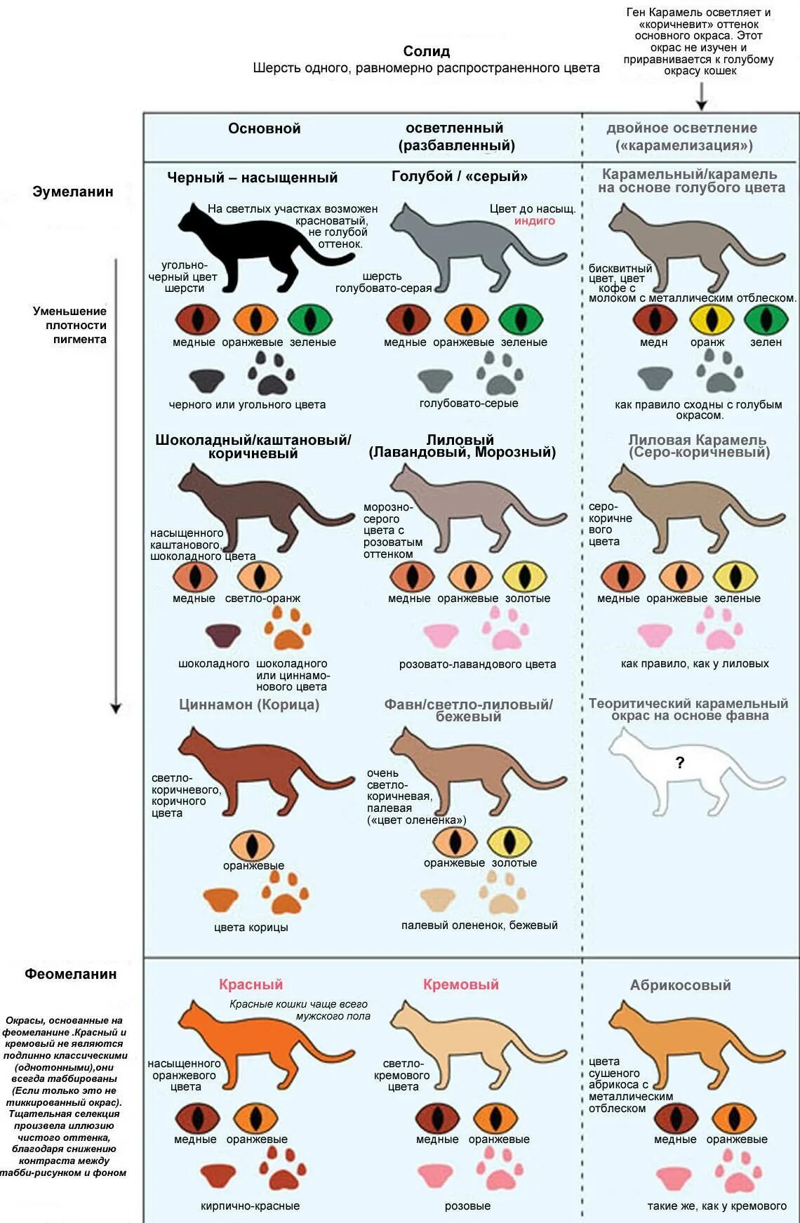 Окрас шерсти кошек классификация. Генетика окрасов кошек таблица. Название окрасов кошек беспородных. Кошачьи окрасы таблица. Типы окрасов кошек