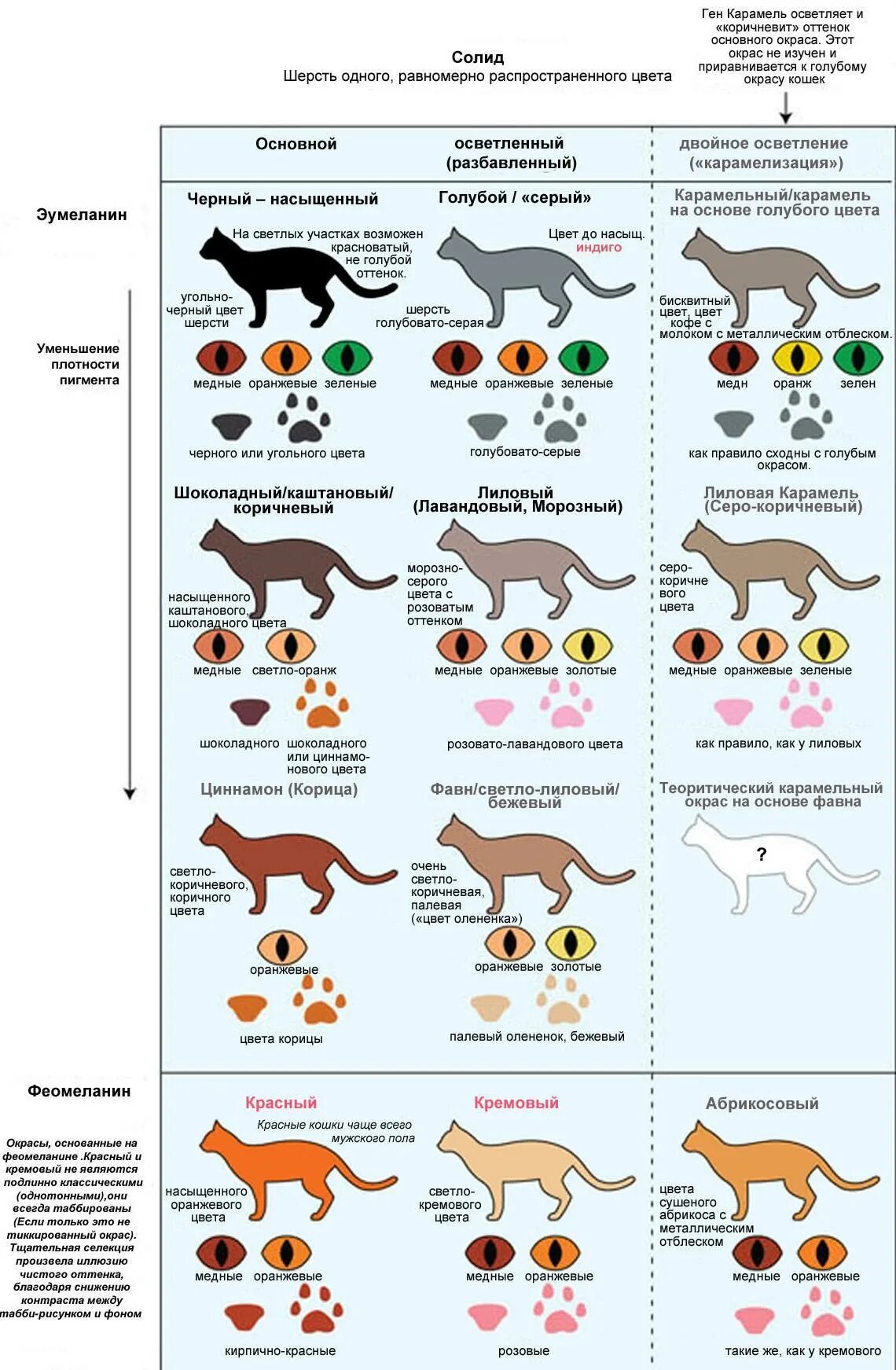 Окрас и тип шерсти кошек. Окрас шерсти кошек классификация. Генетика окрасов кошек таблица. Название окрасов кошек беспородных. Кошачьи окрасы таблица.