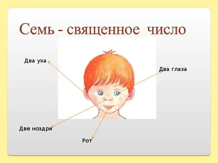 Горшочек умен семь дырочек в нем отгадка. 7 отверстий в голове. части тела голова. семь отверстий в голове человека. схема частей тела головы.
