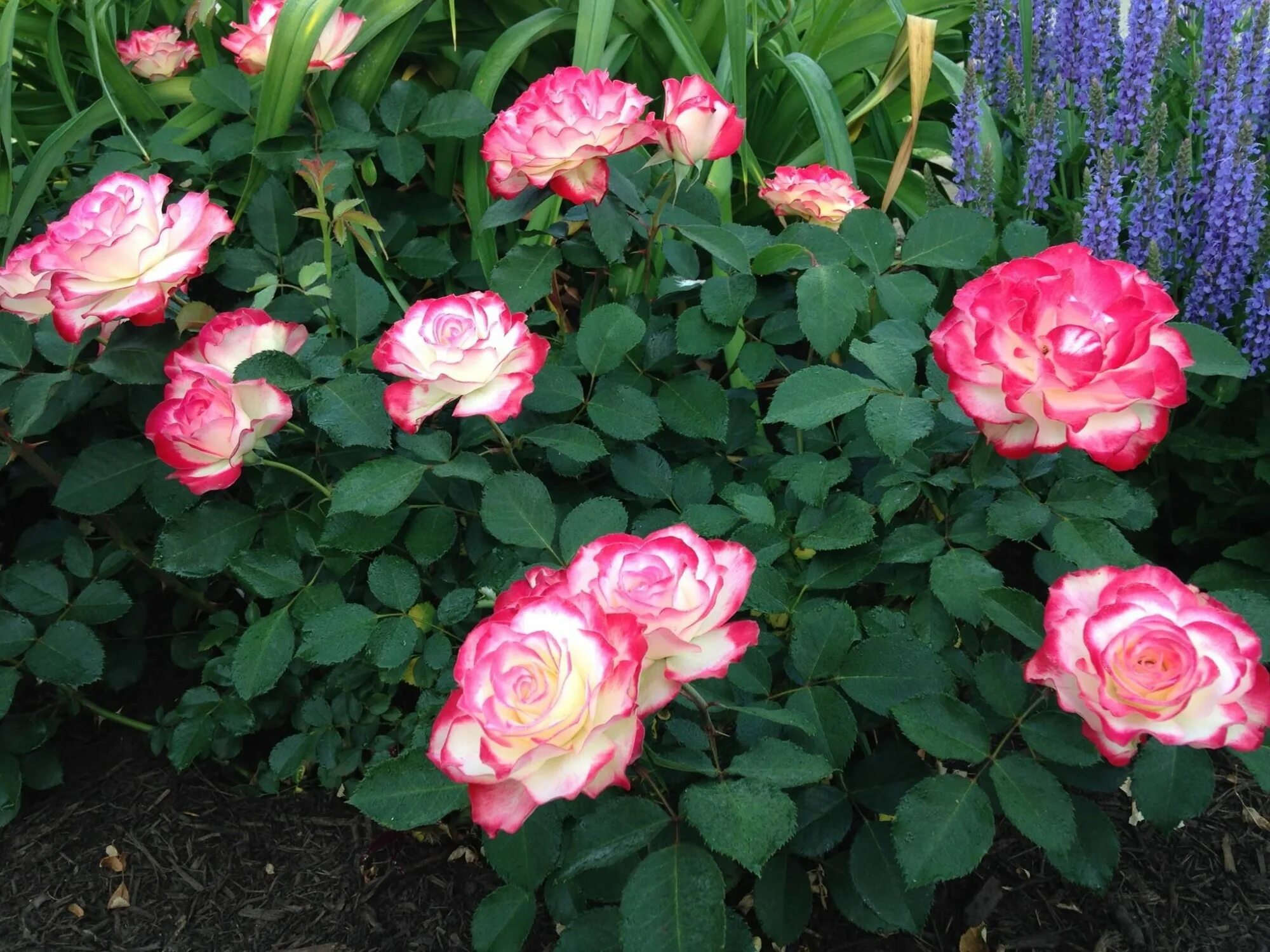 Дабл де лайт. Дабл де лайт. Дабл де лайт. Дабл делайт (double delight). Дабл де лайт.