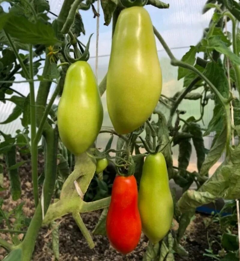 Пируэт томат семена. Томат сибирский пируэт семена алтая. Томат сорт сибирский пируэт. Томаты сибирский пируэт описание сорта. Томат сибирский пируэт семена алтая.