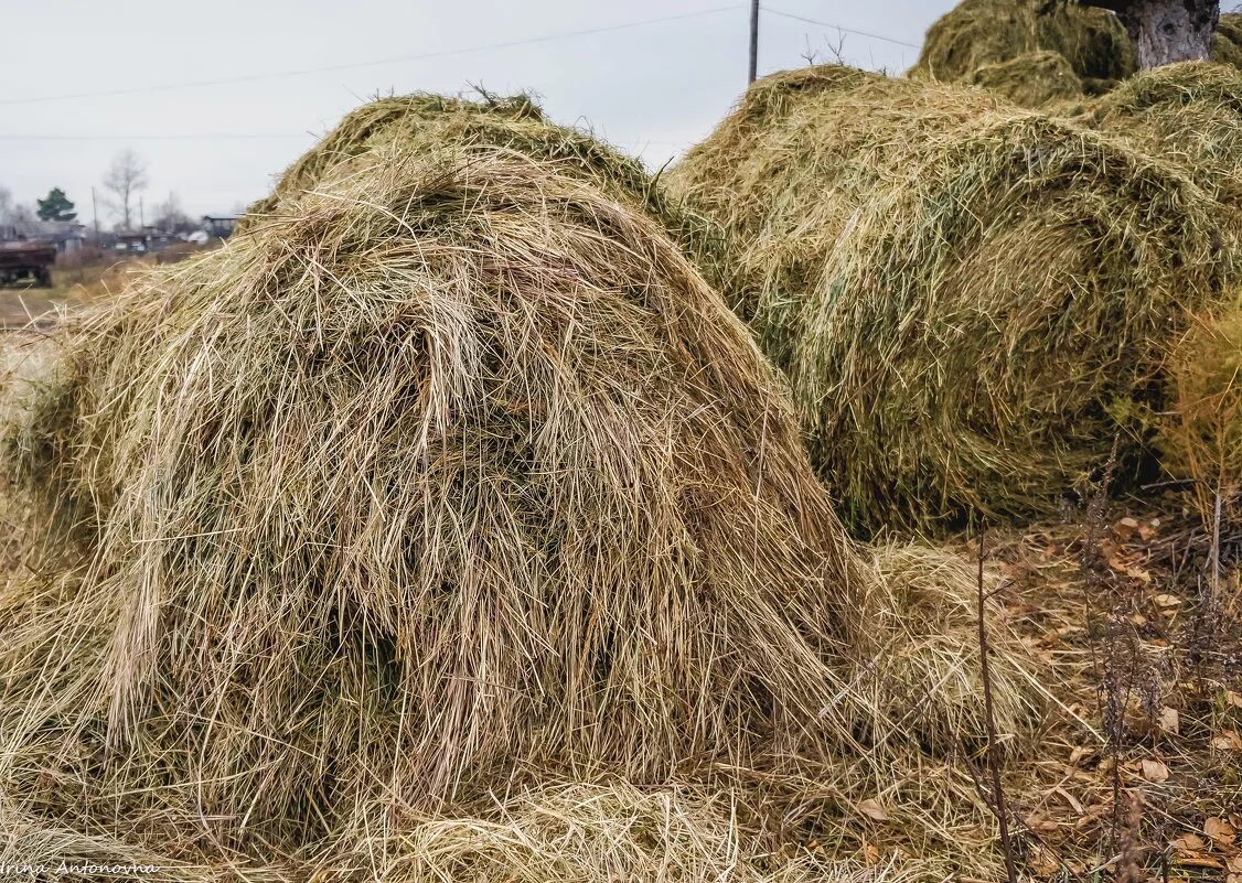 Лошадь ест траву. Человек ест сено. Сеновал стога. Соломинка во рту. Сено рот.