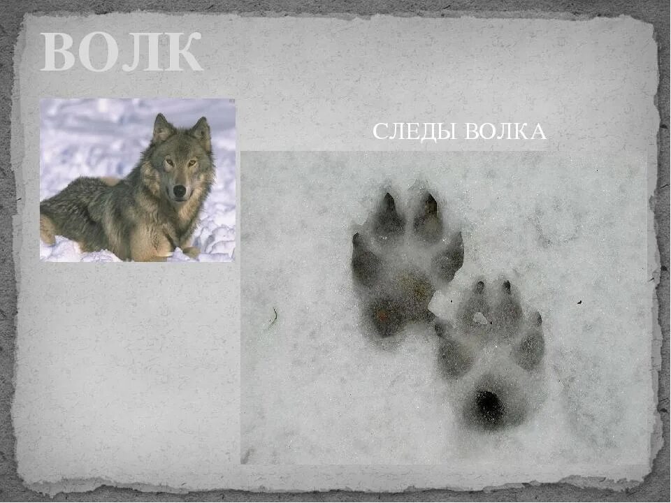 Отличие следа волка от следа собаки. След волка. Как отличить след волка от собаки. След волка. Волчий след и собачий сравнение.