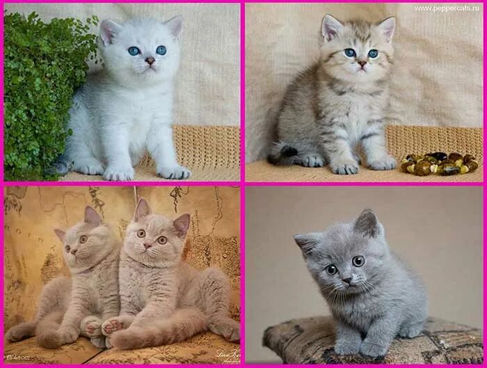Как отличить котенка британца