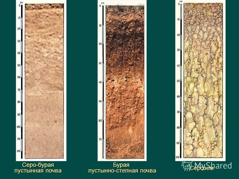 Структура песчаной почвы. Почвенный профиль бурые полупустынные почвы. Почвенный профиль бурых лесных почв. Серо бурые , сероземы почвы почвенный профиль. Серо бурые полупустынные почвы.