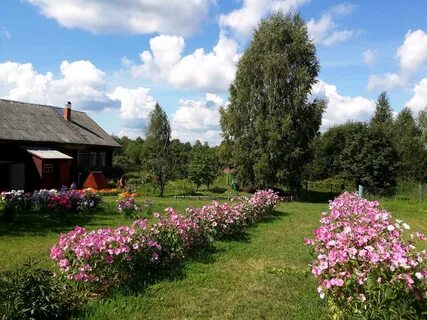 Цветы поселок садовый