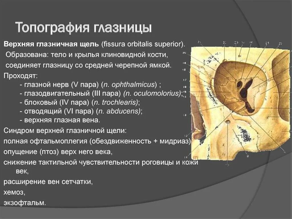 Части глазницы. Костные стенки глазницы анатомия. Топография черепа глазница. Топография полости глазницы. Верхняя глазничная щель (fissura orbitalis Superior).