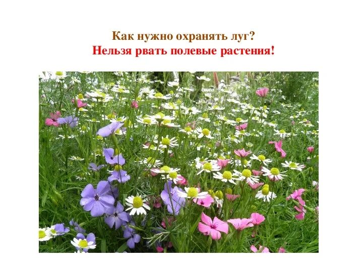 Почему необходимо охранять растения. Почему необходимо охранять растения