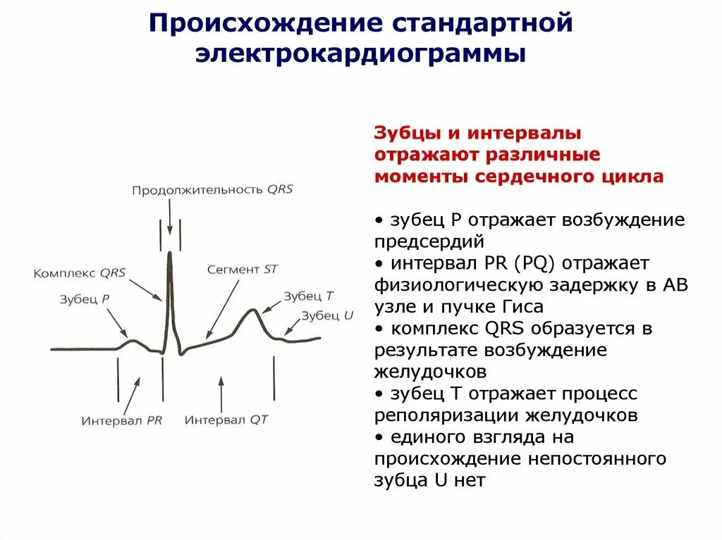 Происхождение комплекса QRS электрокардиограммы. Происхождение зубцов ЭКГ физиология. Нормы длительности зубцов и интервалов ЭКГ. Зубцы QRS на ЭКГ отражают.