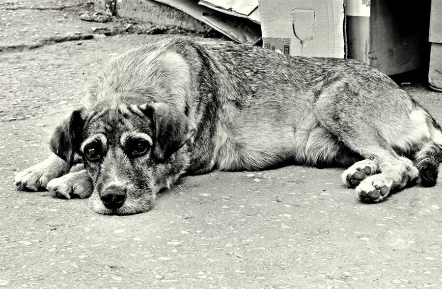 Поставь старый пес. Старая собака. Старая бездомная собака. Брошенные собаки. Старая собака лежит.