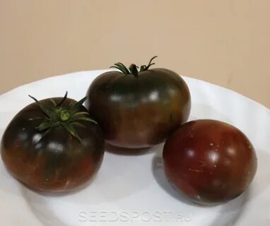 Сорт томатов зефир в шоколаде отзывы