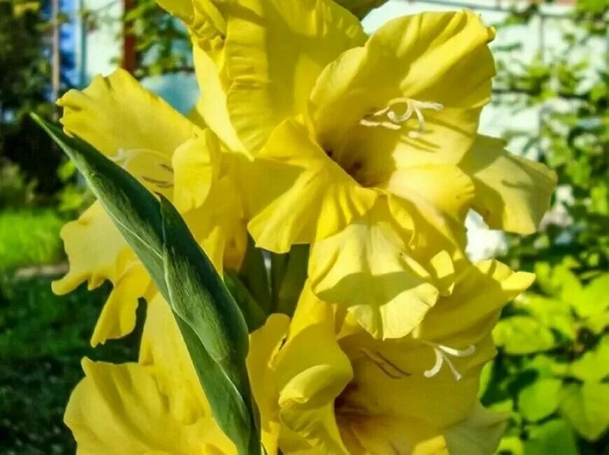 летающие листья. жёлтый цветок. желтое настроение. пронзительно желтый. солидаго хаддиджейджей.