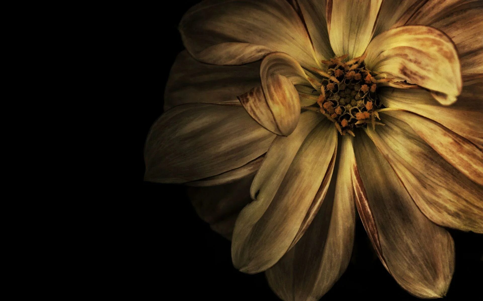Brown flowers