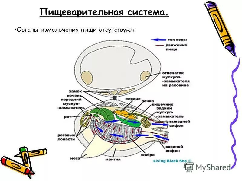 Двухстворчатые органы измельчающие пищу. Органы измельчающие пищу у двустворчатых моллюсков. Органы измельчающие пищу у брюхоногих. Органы измельчающие пищу у брюхоногих моллюсков. Мягкое несегментированное тело