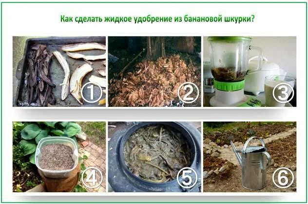 Подкормка из кожуры банана для рассады. Удобрение из банановых шкурок. удобрение из банановых корок. подкормка из банановой кожуры. банановая кожура удобрение.