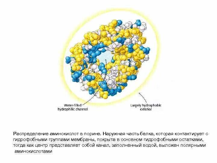 Белок является гидрофобным. Белок является гидрофобным