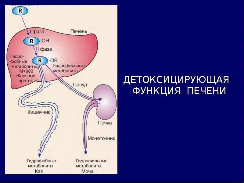 Синтез белков крови в печени. Дезинтоксикационная функция печени биохимия. Детоксицирующая функция печени биохимия. Функции печени биохимия. Детоксикационная функция печени.