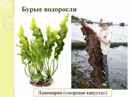 Ламинария вид