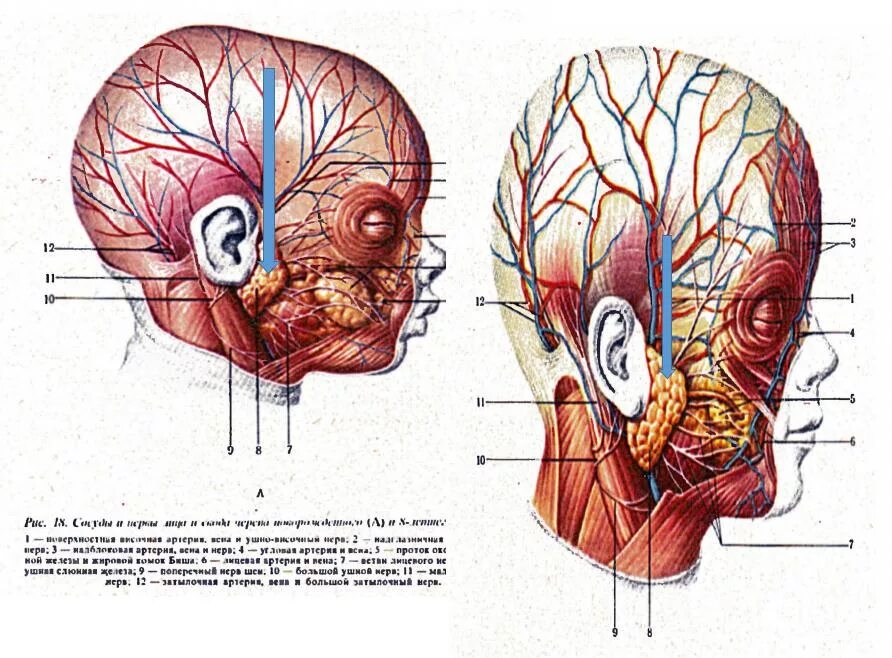 Топография околоушно-жевательной области. Околоушно-жевательная область кровоснабжение иннервация. Околоушная область топографическая анатомия. Кровоснабжение околоушной железы. Нервы околоушной железы