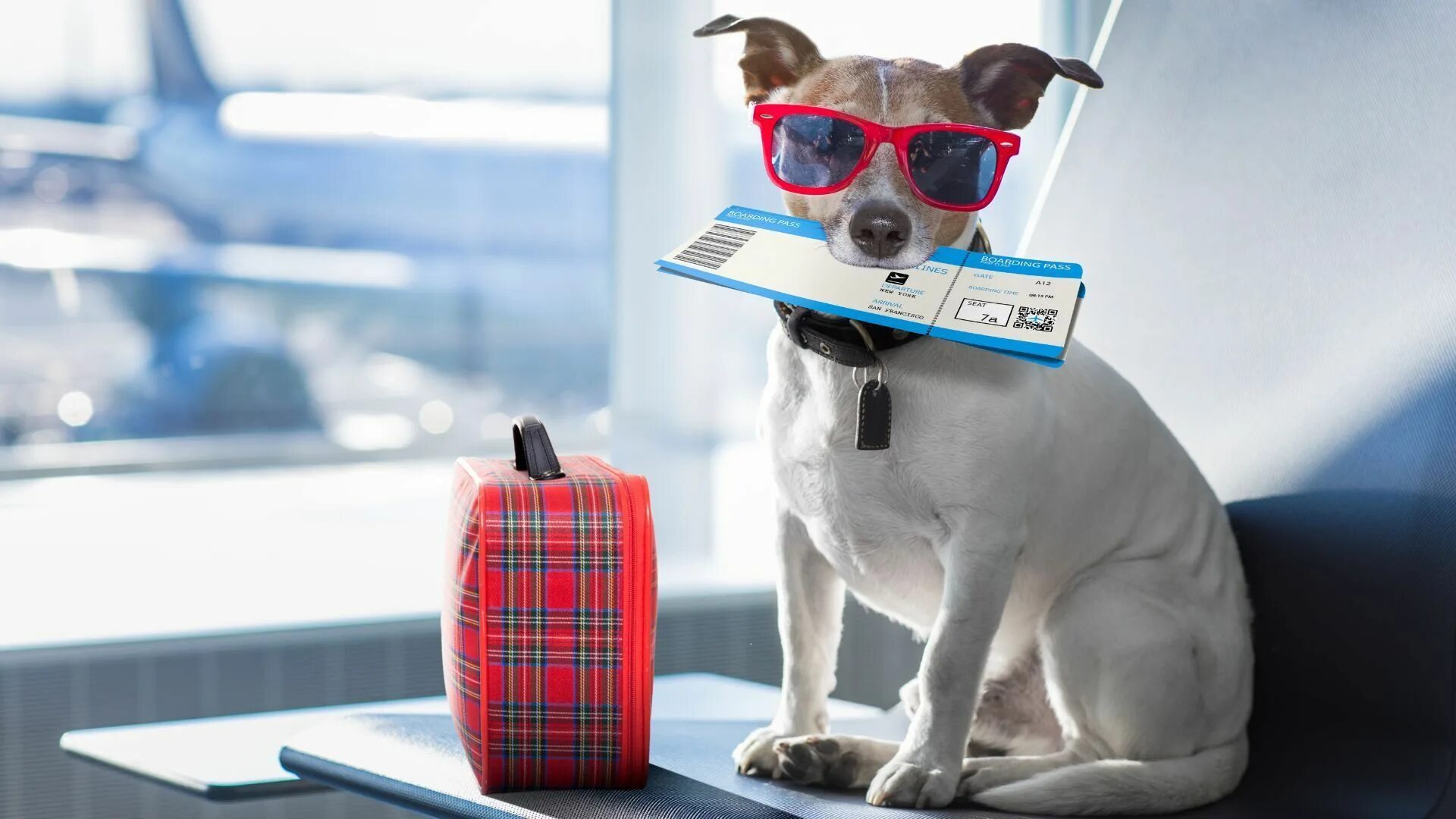 Your pet big. Собака с чемоданом. Собака путешествует. Собака в самолете. Путешествие с животными.