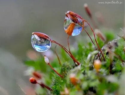 Хрупкая природа