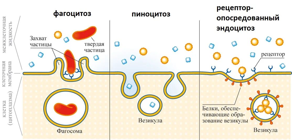 Механизмы эндоцитоза: пиноцитоз,. Фагоцитоз и пиноцитоз. Схема эндоцитоза и экзоцитоза. Пиноцитоз фагоцитоз Тип питания.