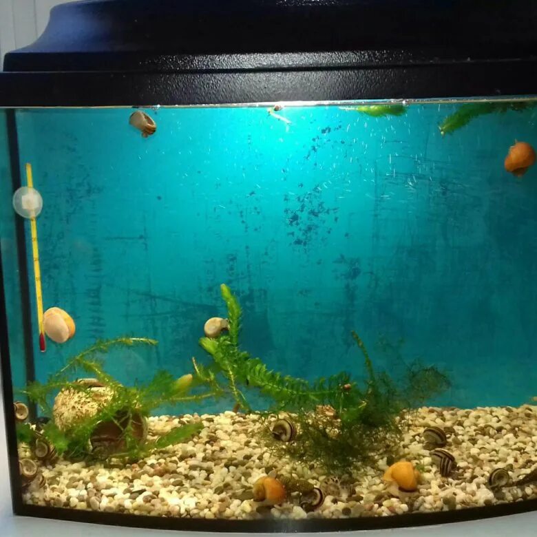 Аквариум 40 40 50 самодельный. Аквариум 40 40 50 самодельный. Аквариум 40 литров. Аквариум 45 литров. Аквариум 40 литров.