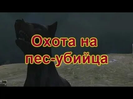 Сталкер бешеные псы