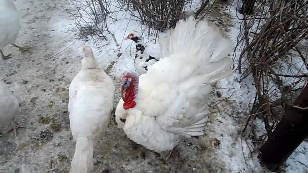 Северокавказская порода индюков. Индюк. Индюк зимой. Индюки зимой. Грейд мейкер индюки.