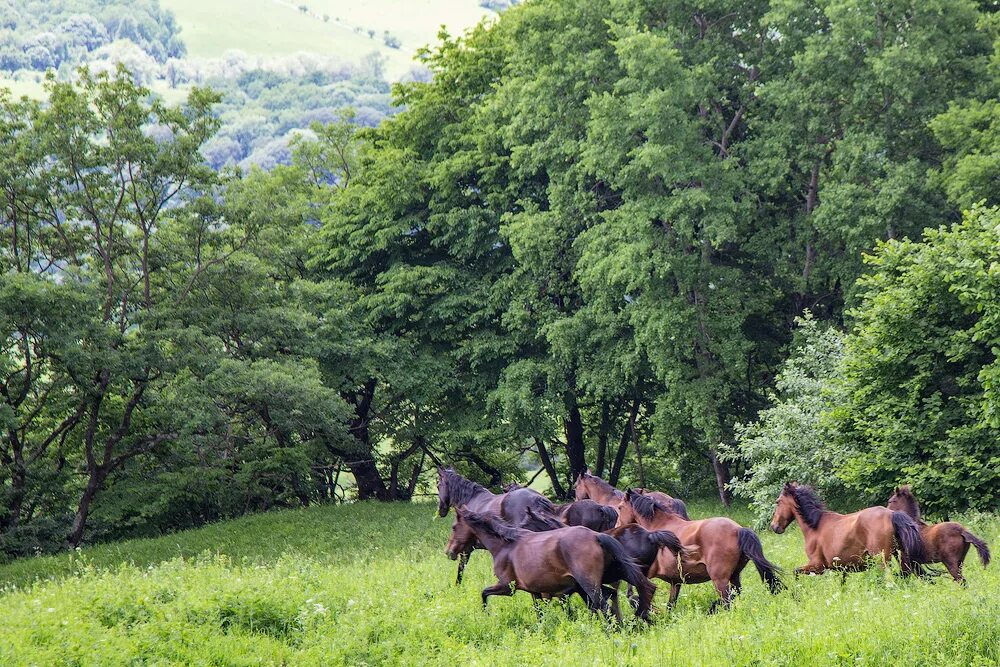 Село горное Краснодарский край Лабинский район. Сладкий лабинский район