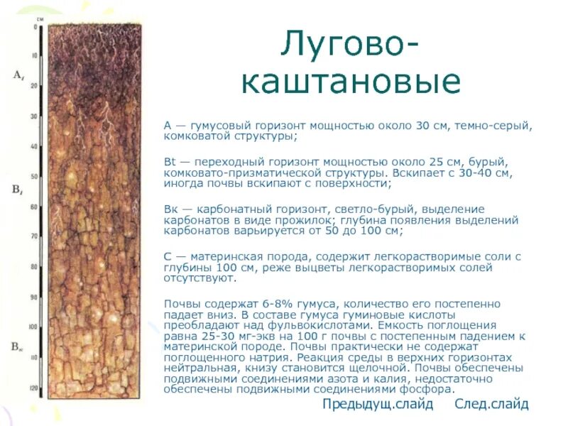 Каштановые почвы характерны. Почвенный профиль гумусовый горизонт. солонцовые почвы гумусовый горизонт. почвенный профиль каштановых почв. почвенный профиль каштановой почвы.