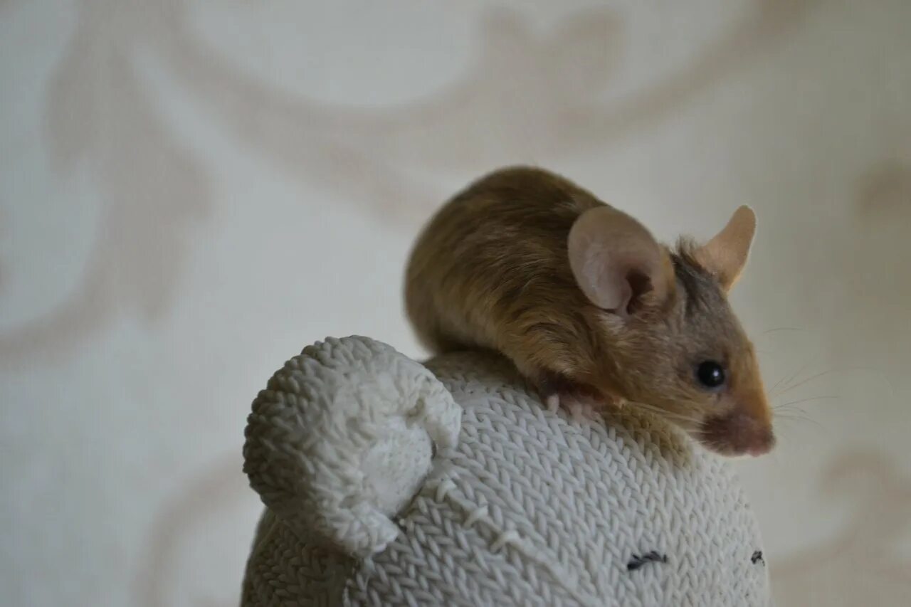 Взрослые мыши. Сатиновая мышь Дамбо Золотая. Кудрявая сатиновая мышь. Декоративные мыши. Мышонок декоративный.