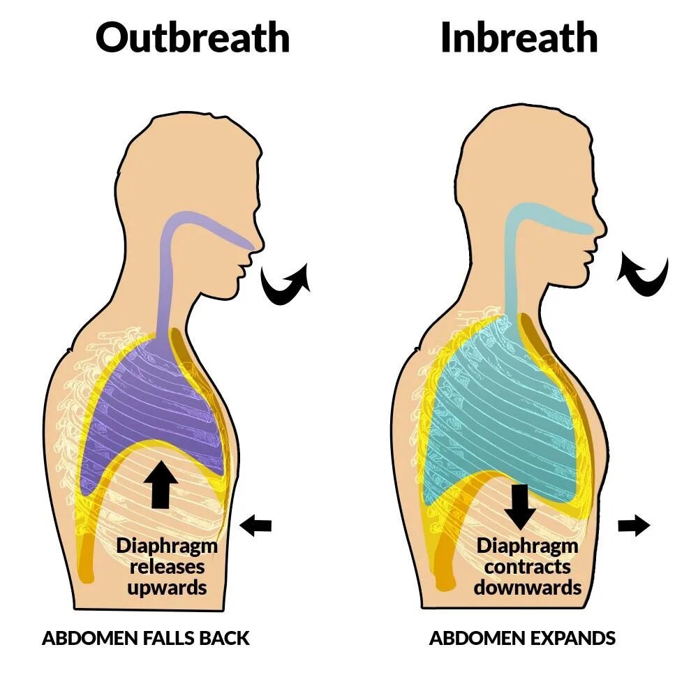 Поддерживает дыхание. Diaphragm breathing. диафрагма в вокале. дыхание диафрагмой. diaphragm work.