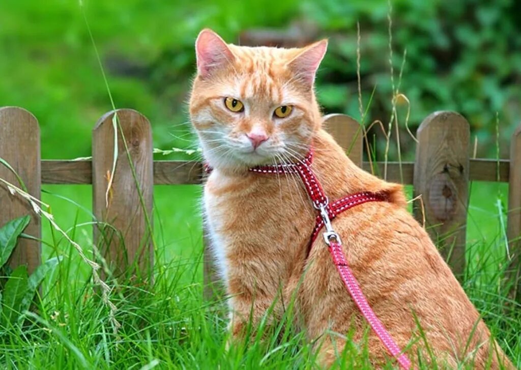 Могут ли кошки загулять