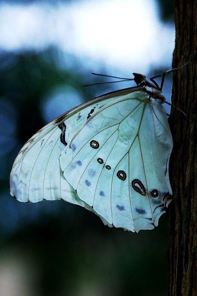 White morpho. Бабочка белая. Morpho polyphemus бабочка. Красивая белая бабочка. Морфо бабочка альбинос.