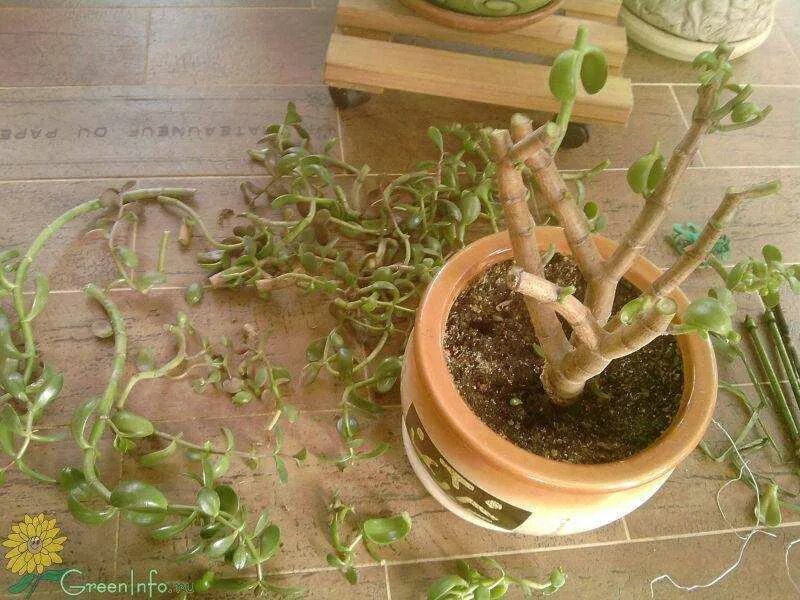 Крассула сформировать крону. Обрезка толстянки. Обрезка толстянки. Толстянка крона. Толстянка прищипка.