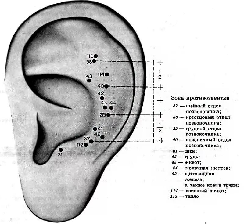 Глубокая ушная раковина. Схема точек акупунктуры ушной раковины. Акупунктура ушной раковины схема. Точки ушной раковины человека схема. Аурикулотерапия схема точек.