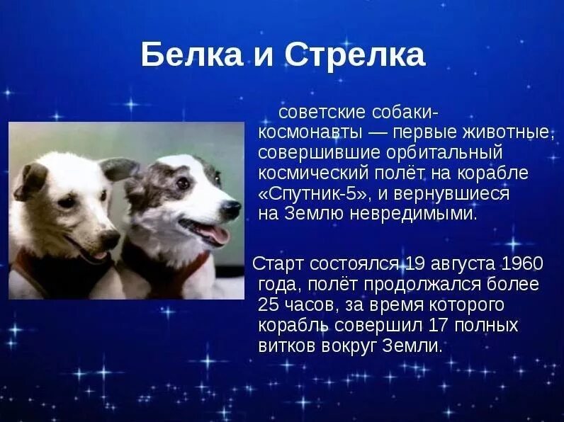 Какое животное первый полетел в космос. Первые космонавты белка и стрелка. первые собаки в космосе белка и стрелка сообщение. 19 августа 1960 года белка и стрелка. полет белки и стрелки в космос интересные факты.