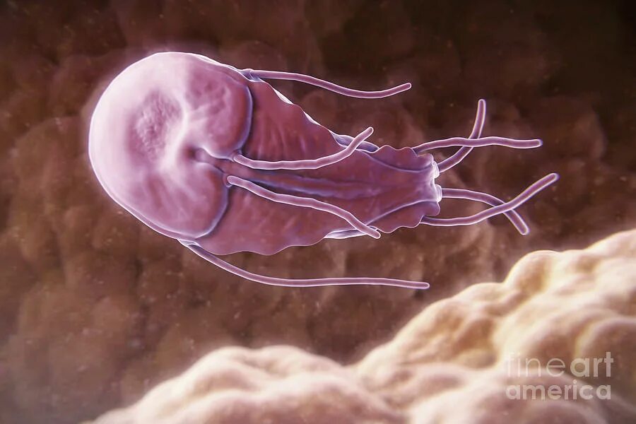 Лямблии жиардии возбудитель. Лямблии возбудители лямблиоза. Строение желудка жвачных парнокопытных. Простейшие в жкт. Кишечная лямблия заболевание.