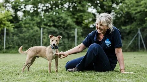 Fill in charity foster senior