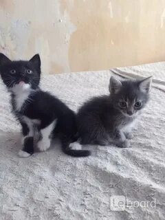 Котята в добрые севастополь