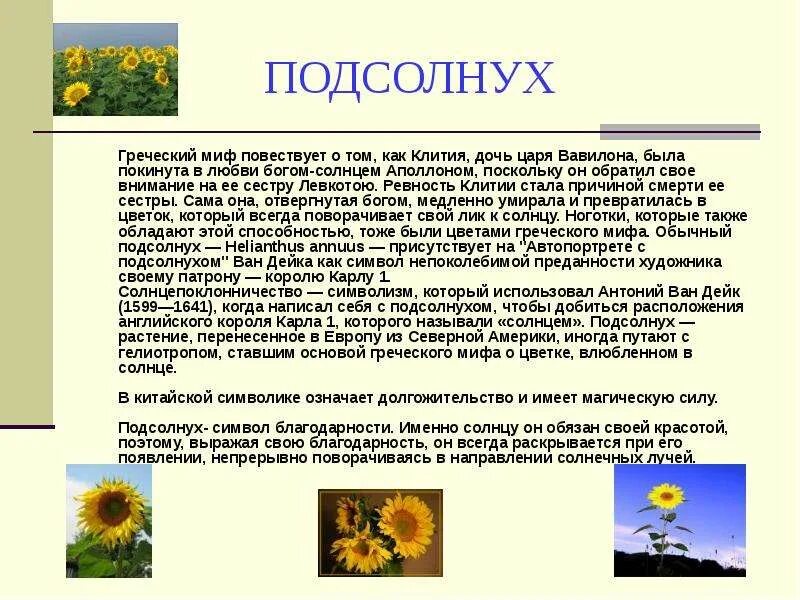 Подсолнух описание растения 3 класс. Описание подсолнуха. Подсолнух описание растения 3 класс. Культурное растение подсолнух. Подсолнух описание растения 3 класс.