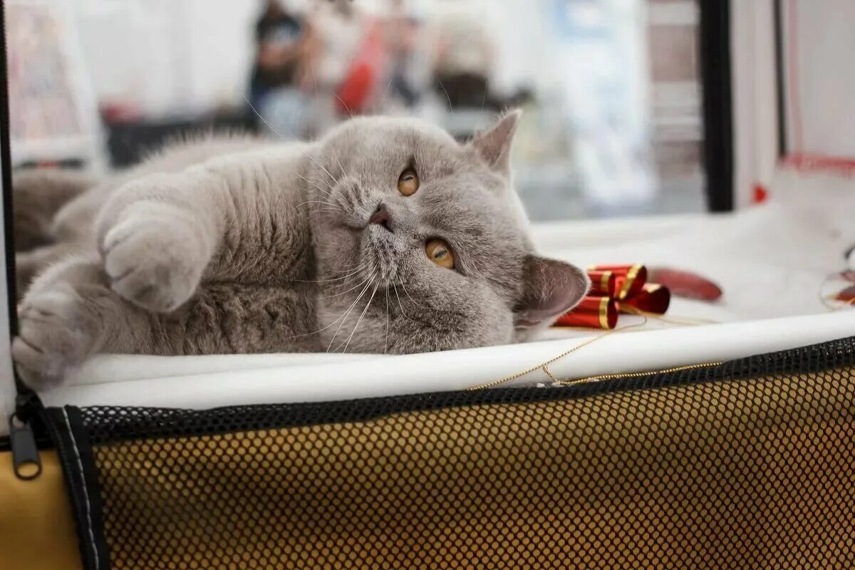 Кот лени. Кот ленивый сонный с утра. Ленивая кошечка. Кот лени. Кошачья лень.