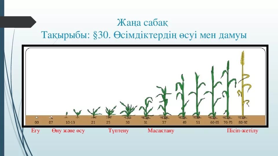 Рост растений 6 класс биология. Рост и развитие растений 6 класс биология. Рост определение биология. Тест по биологии рост и развитие растений.