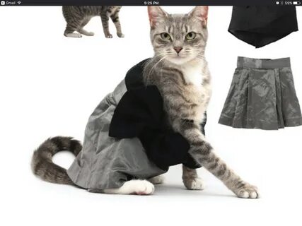 Картинки котята с одеждой