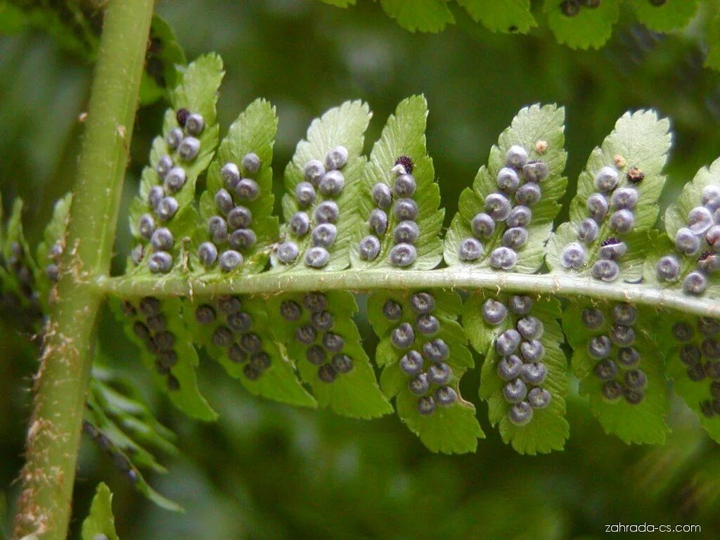 Спорангиев сорус папоротника. Сорусы сорусы. Папоротники сорусы вайи. Сорусы папоротника. Щитовник сорусы.